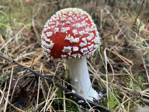 Fly agaric. Stock Photos