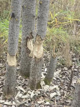 Fly agaric Stock Photos