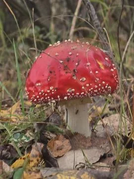 Fly agaric Stock Photos