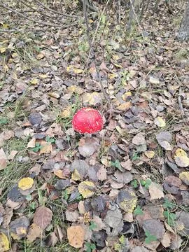 Fly agaric Stock Photos