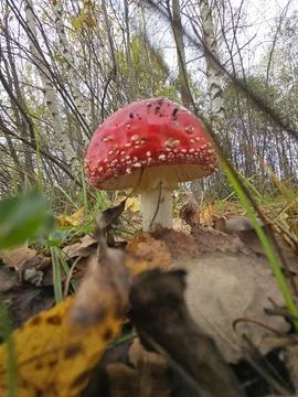 Fly agaric Stock Photos