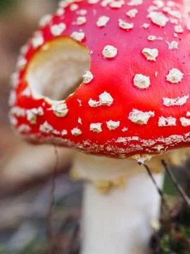 A fly agaric Foto stock