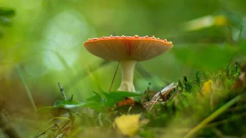 Fly agaric Stock Photos