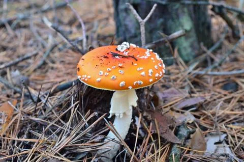Fly-agaric in a pine forest Stock Photos