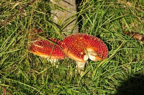 Fly agaric pitted in the grass Stock Photos