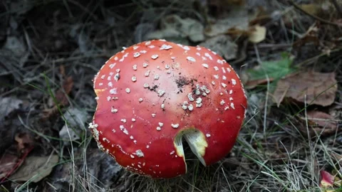 Fly agaric. Red and white poisonous mushroom. Stock Footage 296820412