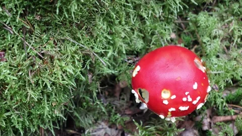Fly agaric. Red and white. Stock Footage 296821210