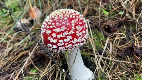 The fly agaric is red. Stock Footage 233083807