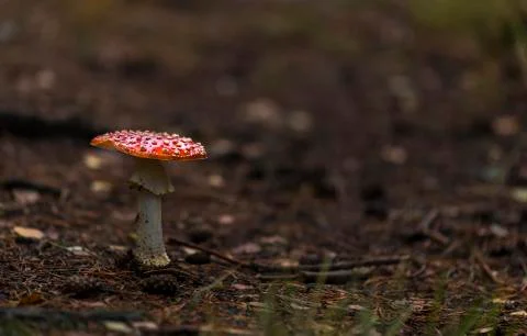 Fly agaric red mushroom Stock Photos