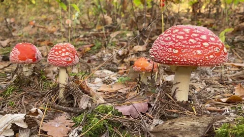 Fly agaric. Red Mushrooms between brown autumn leaves in the forest. Video stock 162492008