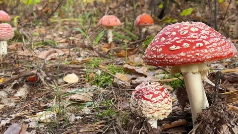 Fly agaric. Red Mushrooms between brown autumn leaves in the forest. Stock Footage 163239014