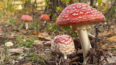 Fly agaric. Red Mushrooms between brown autumn leaves in the forest. Stock Footage 173461946