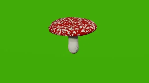 The fly agaric rotates on the green screen Stock Footage 279343043