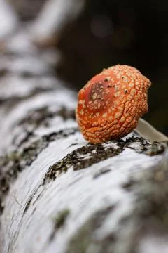 Fly agaric stands next to birch trunk in the forest Stock Photos