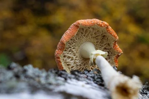 Fly agaric stands next to birch trunk in the forest Stock Photos