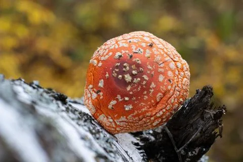 Fly agaric stands next to birch trunk in the forest Stock Photos