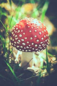 Fly agaric with tint Фото