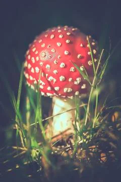 Fly agaric - tint Photos