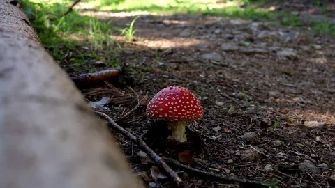 Fly agaric toad mushroom in a forest near a log Stock Footage 71369620