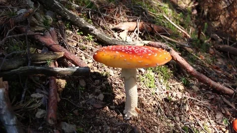 Fly agaric toad mushroom in a forest and sunshine Stock Footage 71369906