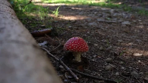 Fly agaric toad mushroom in a forest near a log mountainbiker passing by ri.. Stock Footage 71370435