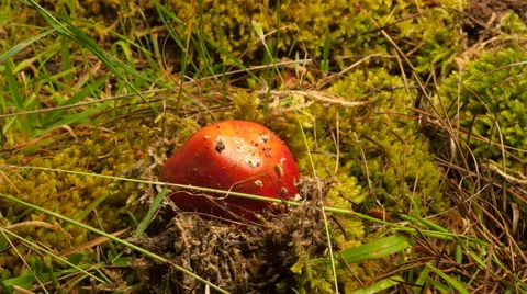 Fly Agaric Toadstool emering from moss and poneneedles Stock Footage 68613771