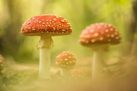 Fly agaric toadstools standing in a forest during autumn Stock Photos