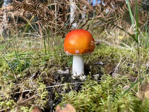 Fly agaric two Stock Photos