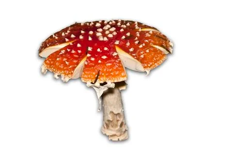Fly Agaric on white background Stock-Fotos