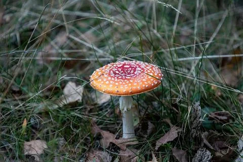 Fly agaric with white spots in the grass among the autumn leaves. 스톡 사진