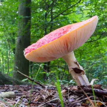 Fly agaric in the woods Stock Photos