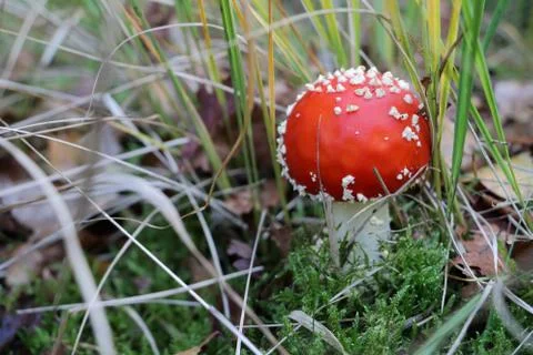 Fly agaric in the woods Stock Photos