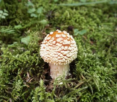 Fly agarica Fotos Stock