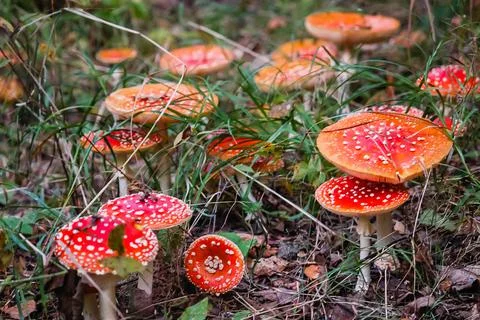 Fly agarics in a clearing in the forest Stock Photos