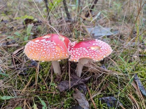 Fly agarics in the forest Stock Photos
