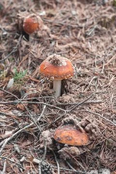 Fly agarics in the forest. Stock Photos