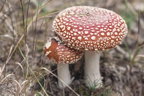 Fly agarics in the forest. Stock Photos