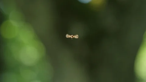 Fly in the Air Stock Footage 89735885