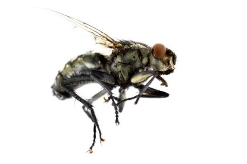 Fly in air macro Stock Photos