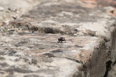 A fly alone on a rock (macro) Stock Photos