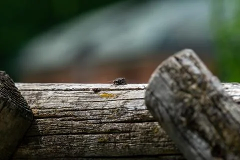A fly alone on a tree trunk (macro) Stock Photos