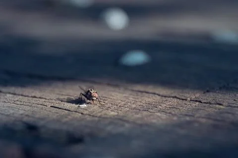 Fly alone on a tree trunk Stock Photos