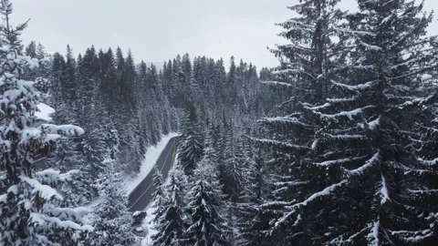 Fly Along a Snowy Road between tops of Christmas Trees in Carpathian mountains 動画素材 228171407