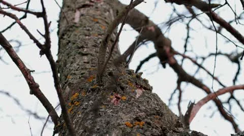 Fly along a tree trunk. timelapse. Stock Footage 9122087