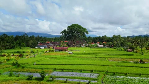 Fly by to an ancient tree in Bali Stock Footage 294694606
