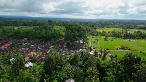 Fly-by to an ancient tree in Bali Stock Footage 294694678