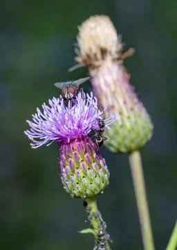 A fly and ant eats nectar on a burdock flower in summer Stock Photos