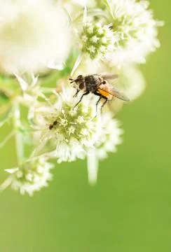 Fly and ant Stock Photos