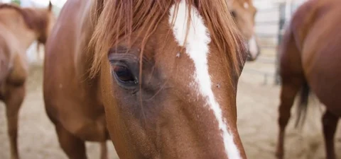 Fly and bug are flying around horse head in the farm 動画素材 76276774