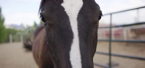 Fly and bug are flying around horse head in the farm 動画素材 76277660